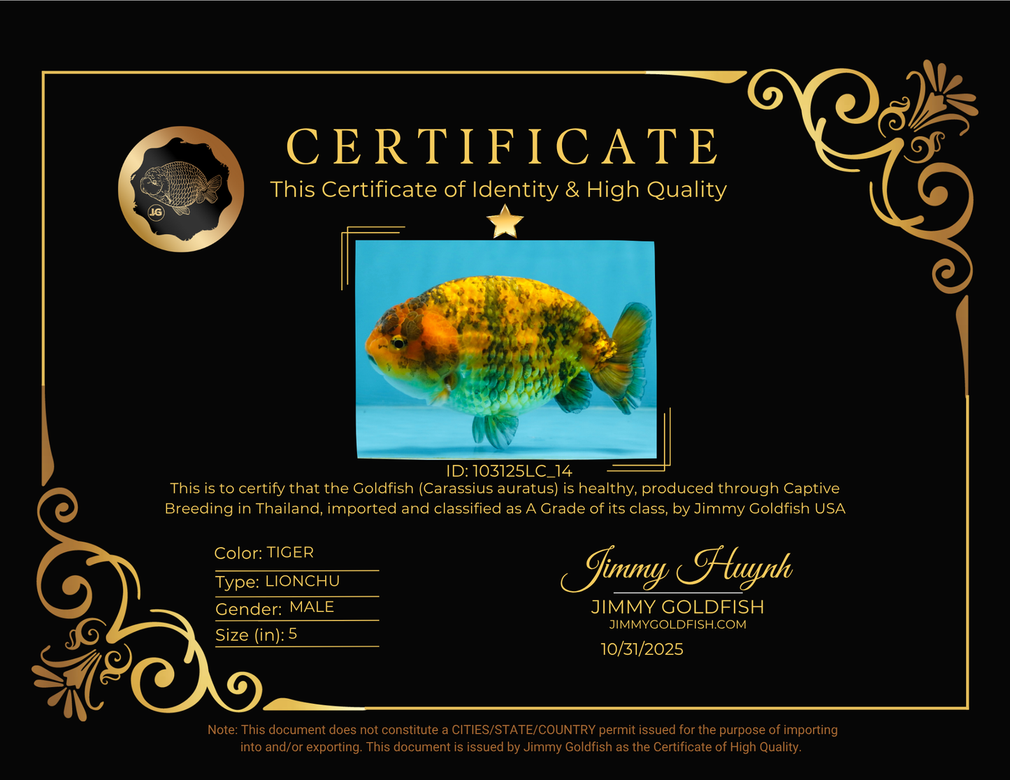 A Grade Tiger LionKing 5 inches #103125LC_14