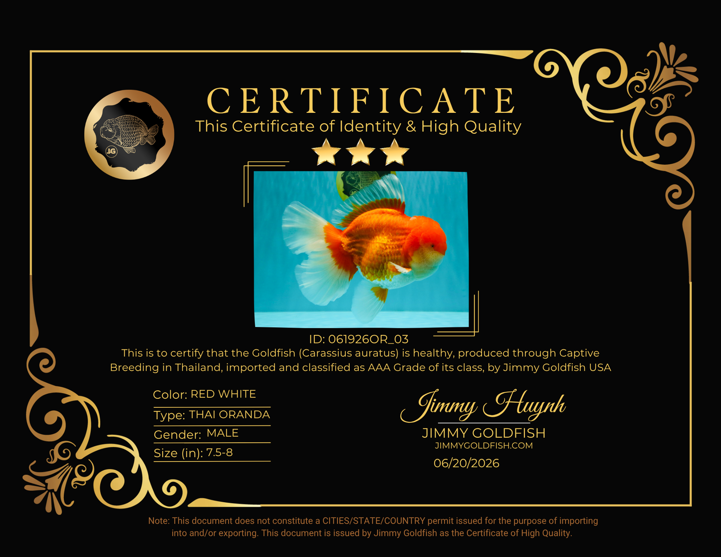 AAA Grade Super Red White Oranda Male 7.5-8 inches #061926OR_03