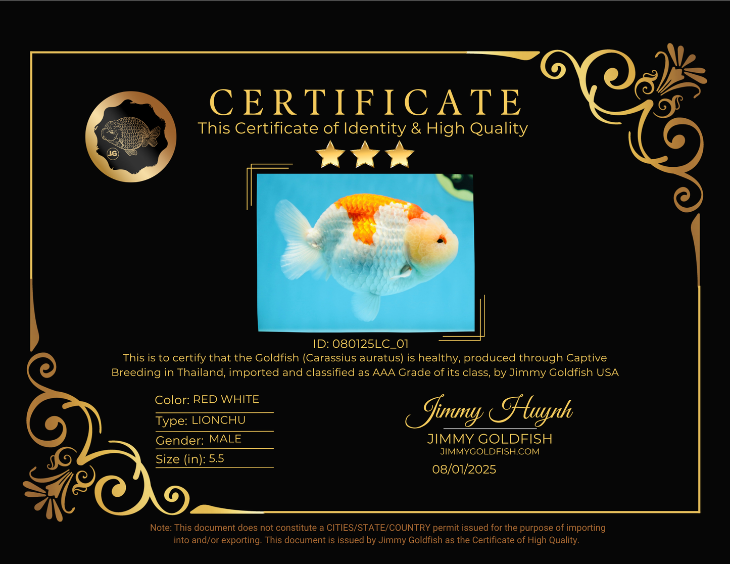 AAA Grade Super Red White LionKing 5.5 inches #080125LC_01