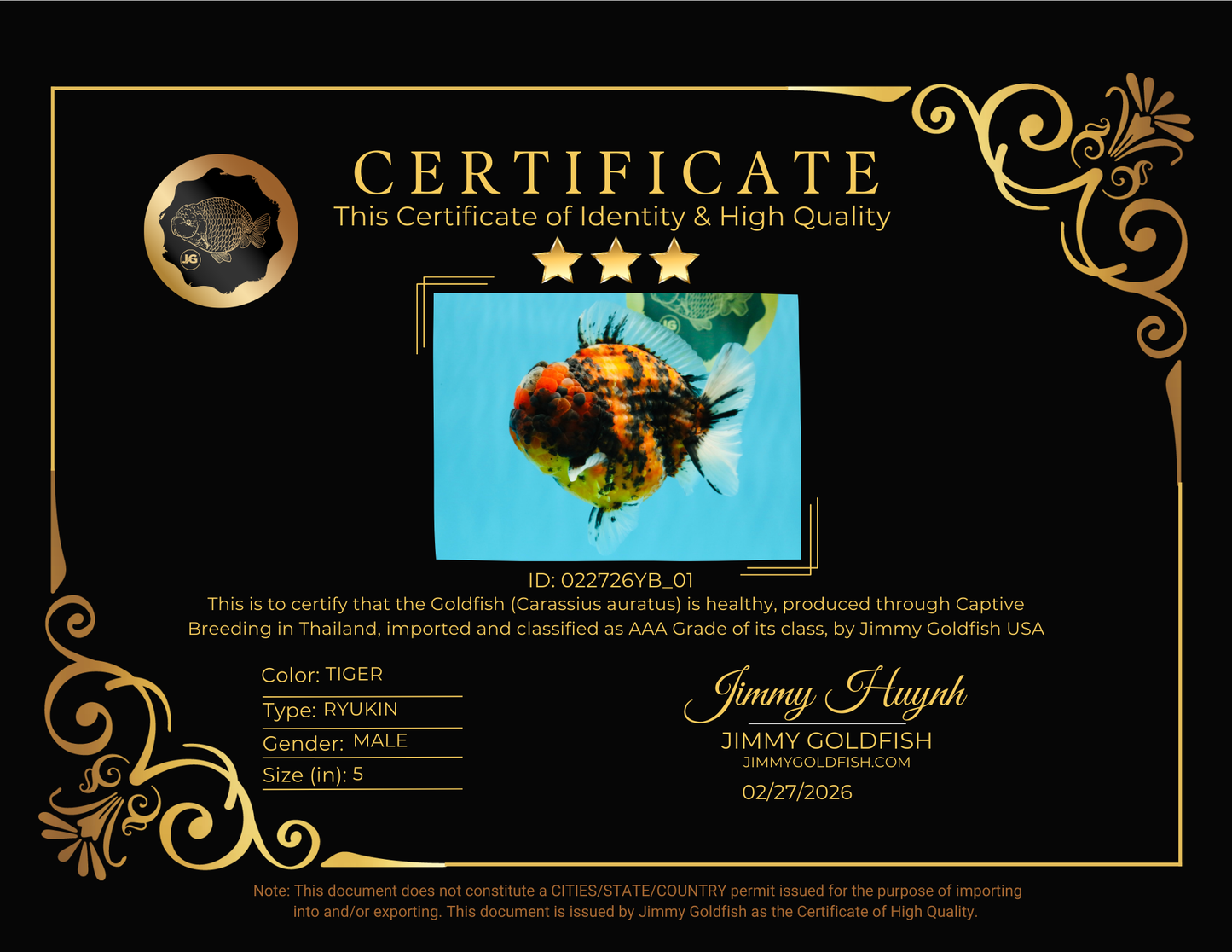 SUPER Special AAA Grade Godzilla Tiger Yuanbao Male 5 inches #022726YB_01