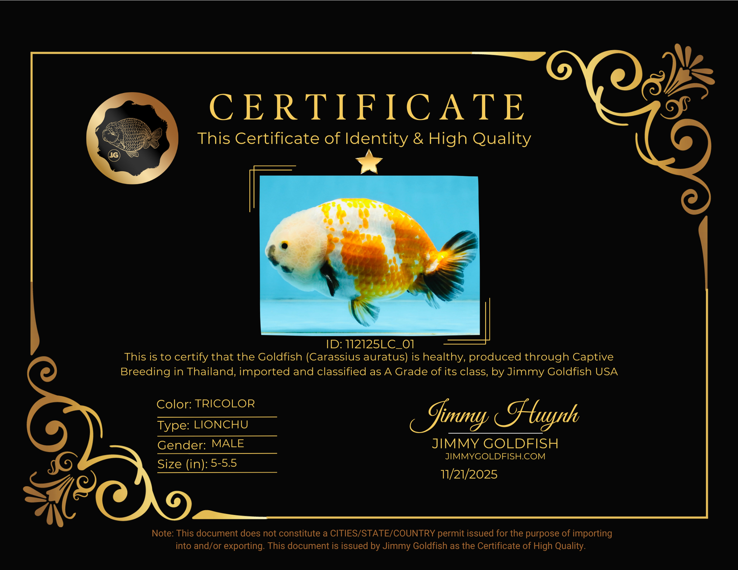 A Grade Tricolor LionKing 5-5.5 inches #112125LC_01