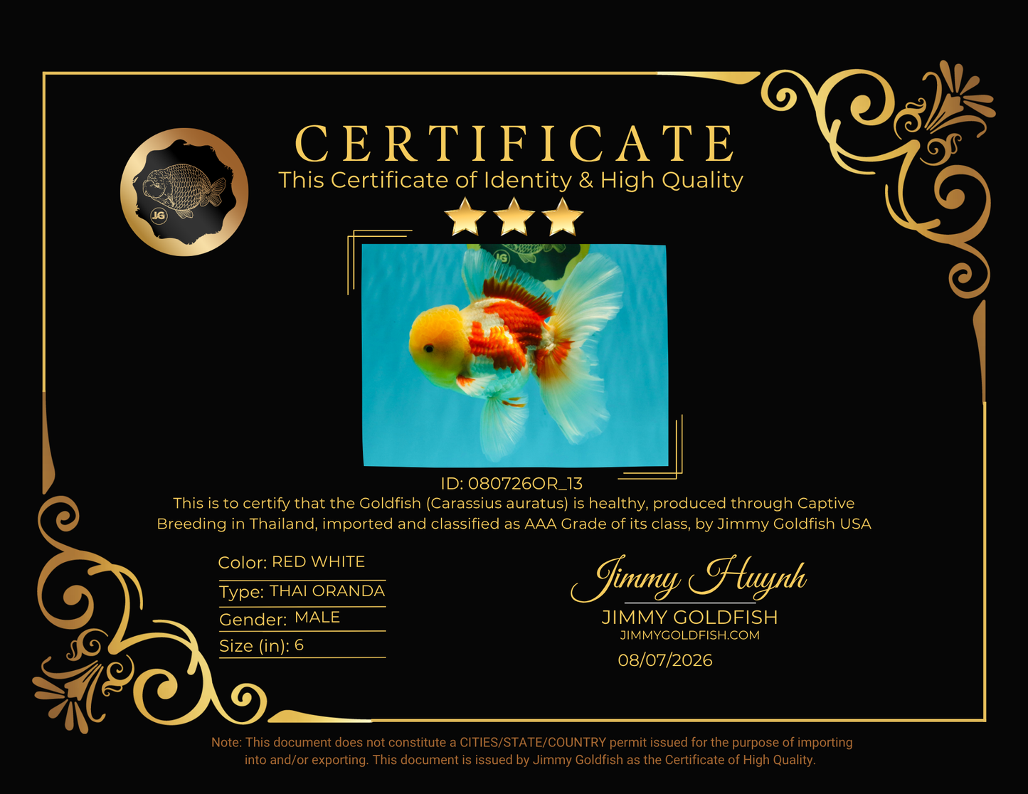 AAA Grade Red White Oranda Male 6 inches #080726OR_13