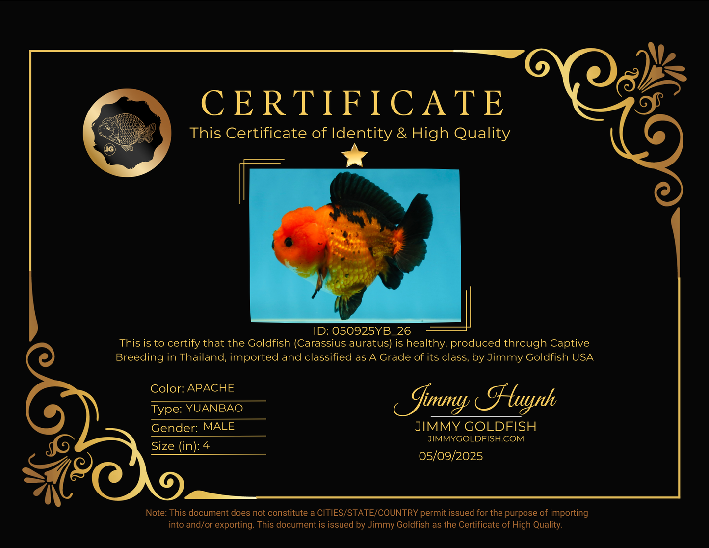 A Grade Pompom Apache Button Eyes Yuanbao Male 4 inches #050925YB_26