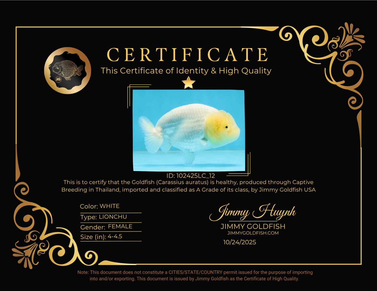 A Grade White LionQueen 4-4.5 inches #102425LC_12