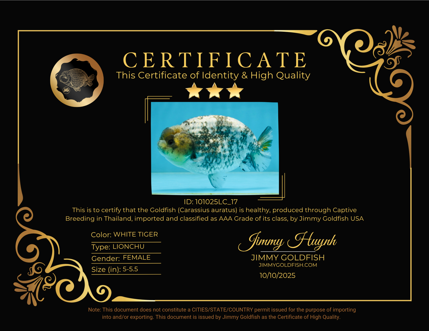 AAA Grade White Tiger LionQueen 5-5.5 inches #101025LC_17