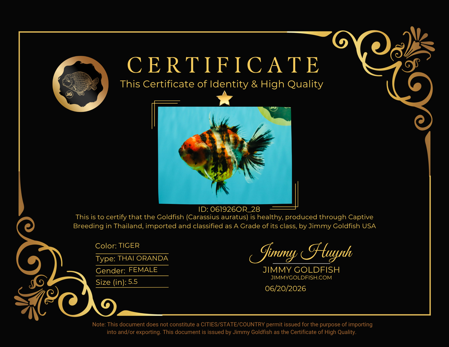 A Grade Tiger Oranda Female 5.5 inches #061926OR_28