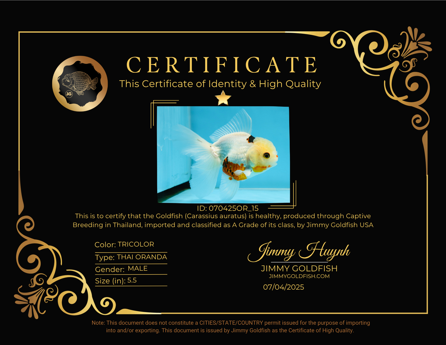 A Grade Tricolor Oranda Male 5.5 inches #070425OR_15