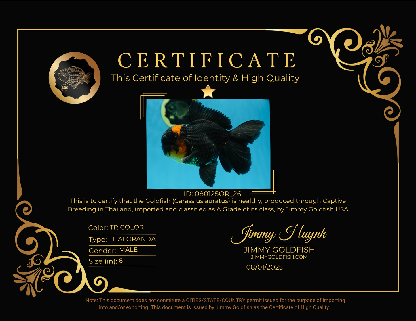 A Grade CHONKY Tricolor Oranda Male 6 inches #080125OR_26