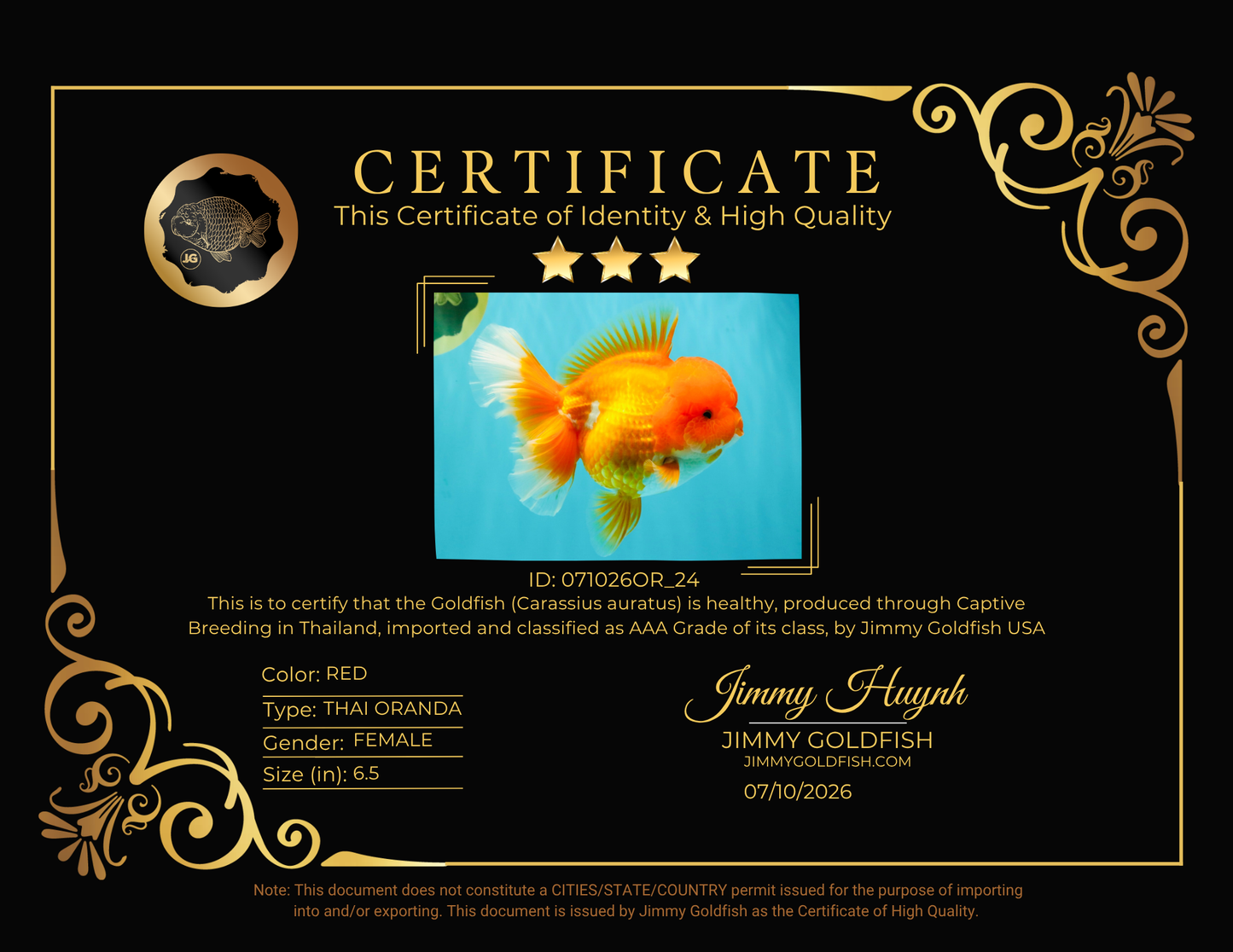 AAA Grade Red Oranda Female 6.5 inches #071026OR_24