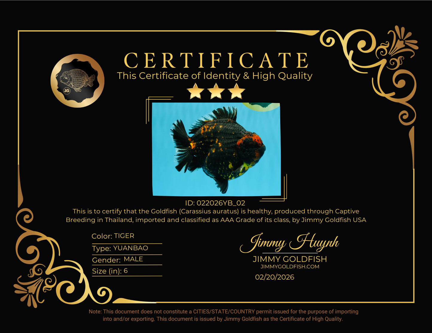 SUPER AAA Grade Godzilla Tiger Yuanbao Male 6 inches #022026YB_02