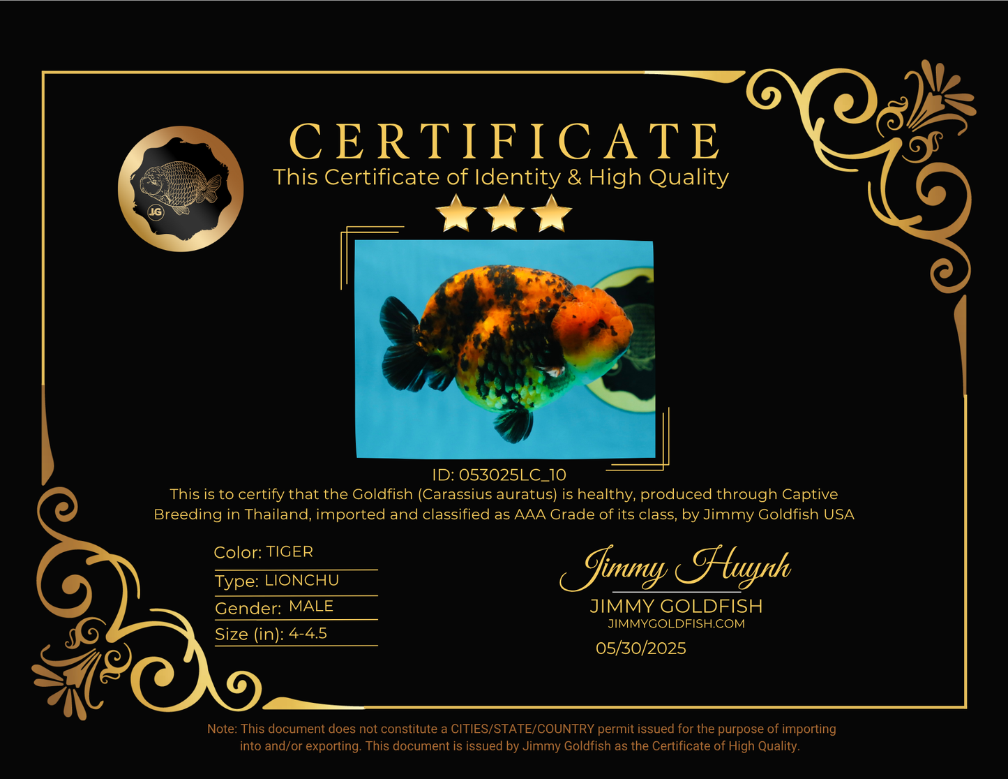 AAA Grade Tiger LionKing 4-4.5  inches #053025LC_10