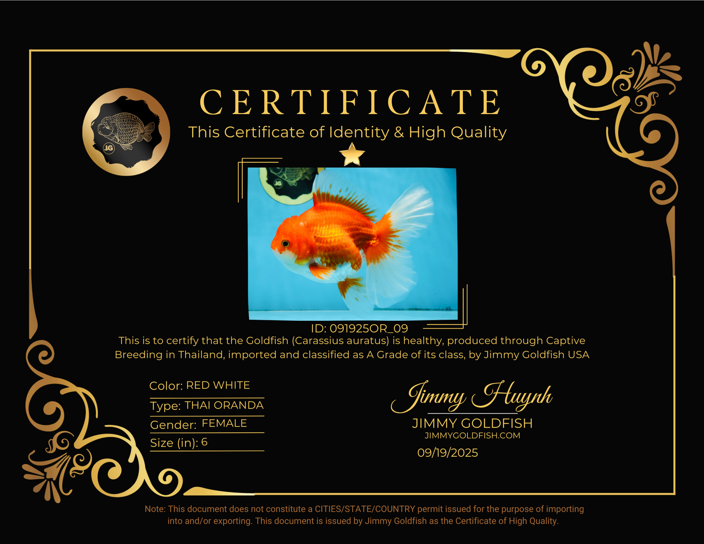 A Grade CHONKY Red White Oranda Female 6 inches #091925OR_09