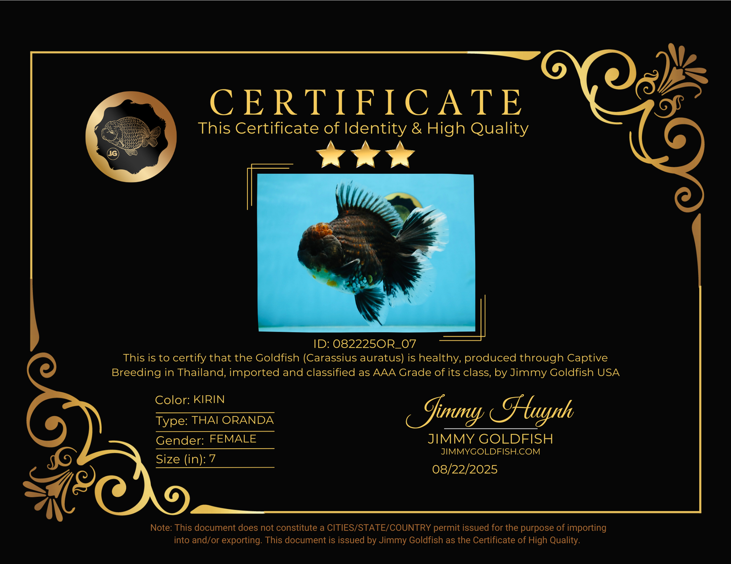 RARE AAA Grade SUPER GIANT Godzilla Kirin Oranda Female 7 inches #082225OR_07