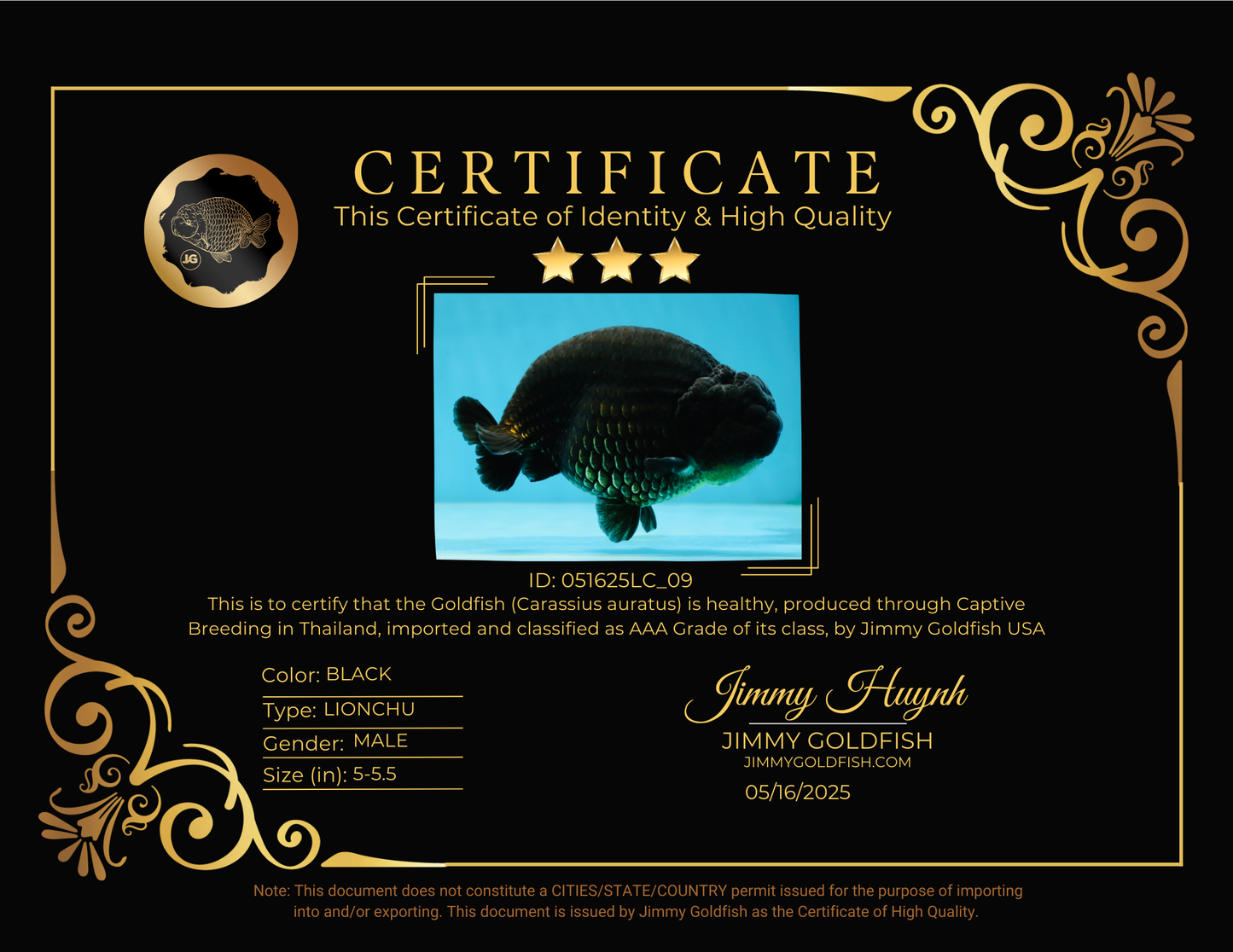 AAA Grade Strong Body Structure Godzilla Black LionKing 5-5.5 inches #051625LC_09