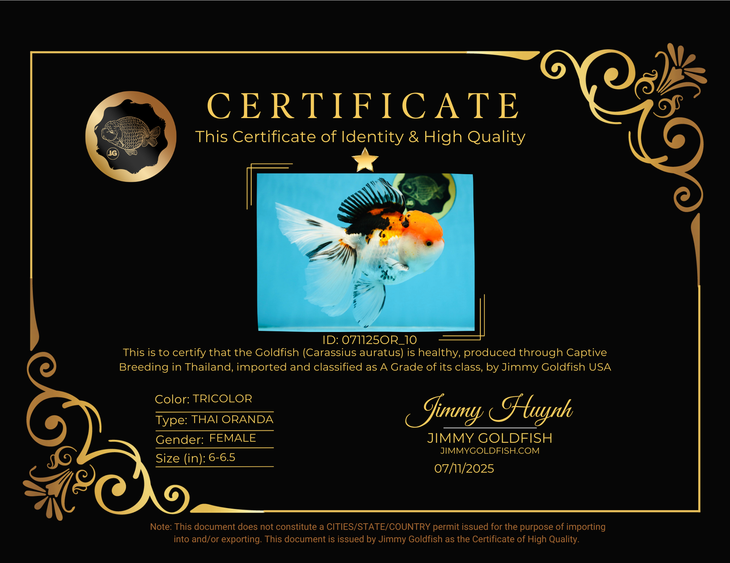 A Grade Tricolor Oranda Female 6-6.5 inches #071125OR_10