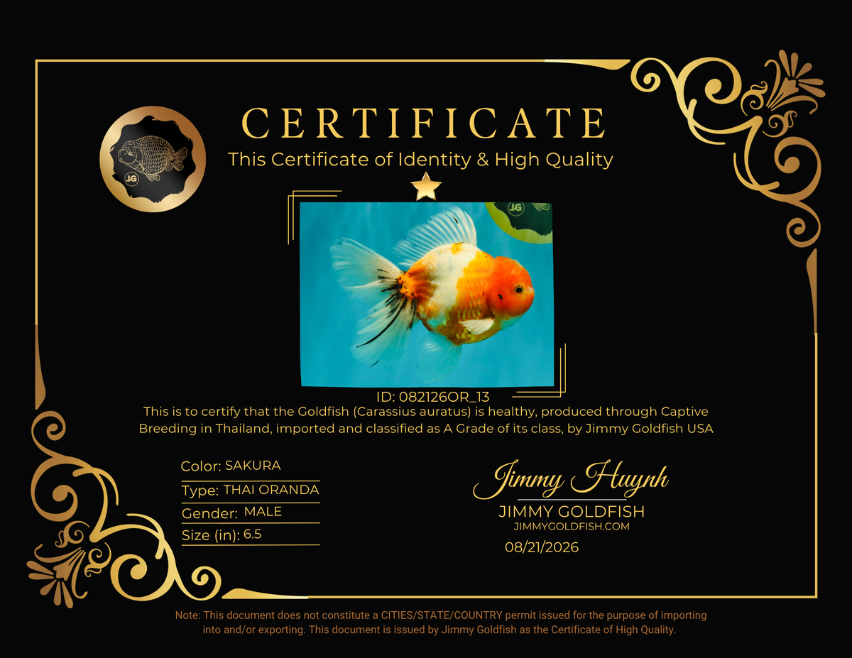A Grade Sakura Oranda Male 6.5 inches #082126OR_13