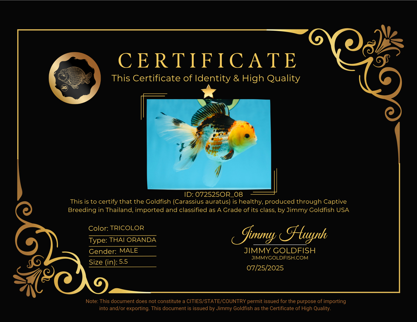 A Grade UNIQUE Tricolor Oranda Male 5.5 inches #072525OR_08