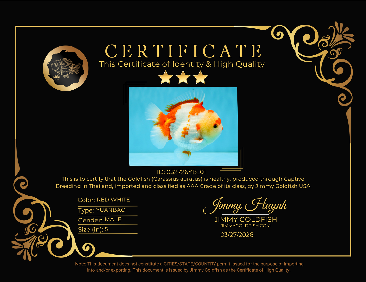 SUPER Cutie AAA Grade Red White Yuanbao Male 5 inches #032726YB_01