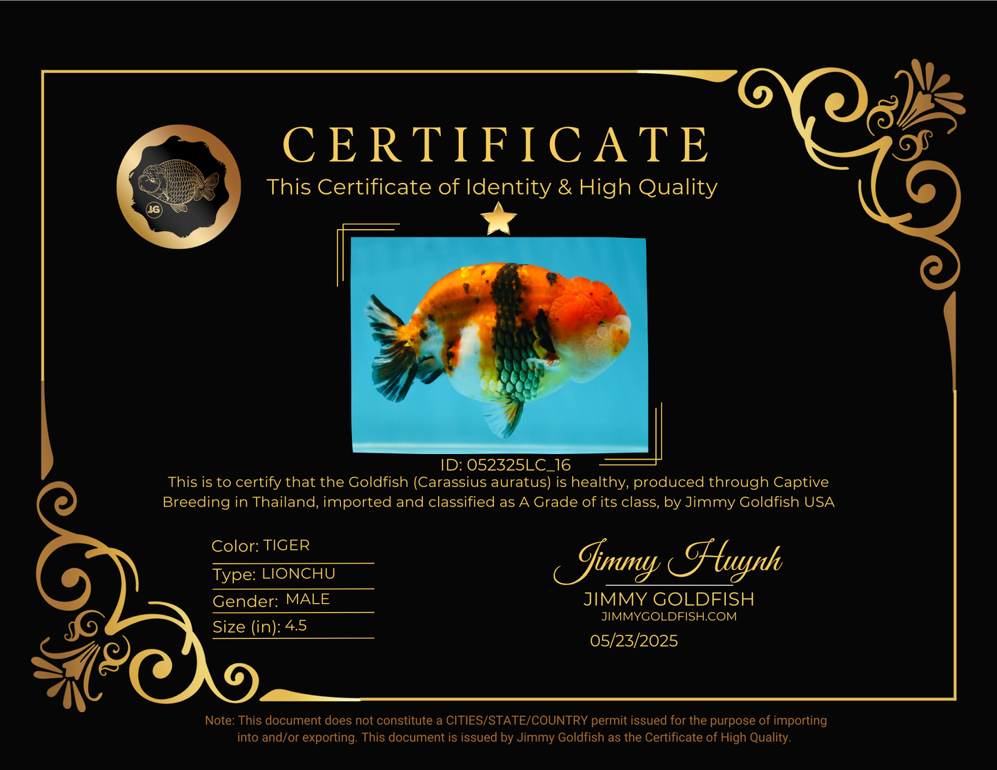 A Grade Tricolor Tiger LionKing 4.5 inches #052325LC_16