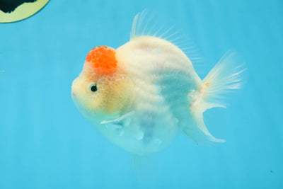 AAA Grade Tancho Sakura Yuanbao Male 4-4.5 inches #101025YB_31