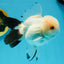 Panda Oranda Female 5 inches #120624OR_12