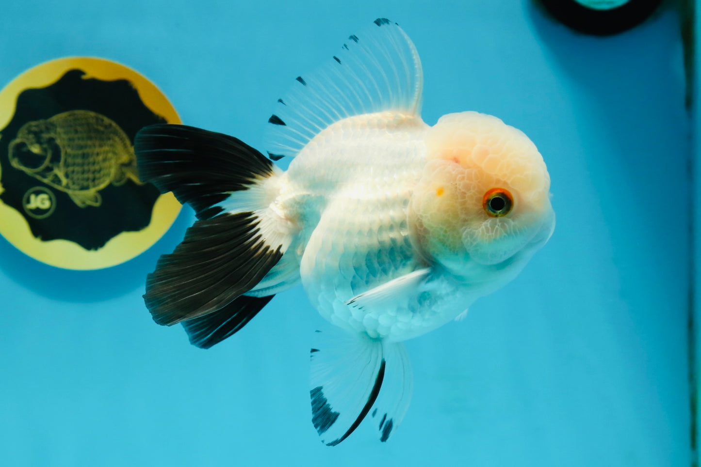 Panda Oranda Female 5 inches #120624OR_12