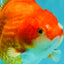 CHONKY AAA Grade Red White Yuanbao Female 5-5.5 inches #080726YB_23