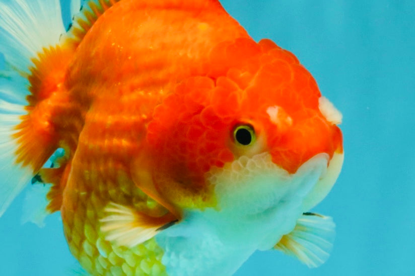CHONKY AAA Grade Red White Yuanbao Female 5-5.5 inches #080726YB_23