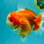 BIG WEN AAA Grade Beautiful Red White Yuanbao Male 6-6.5 inches #071026YB_07
