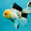 AAA Grade Lemonhead Panda Button Eyes Oranda Male 5.5 inches #112224OR_11