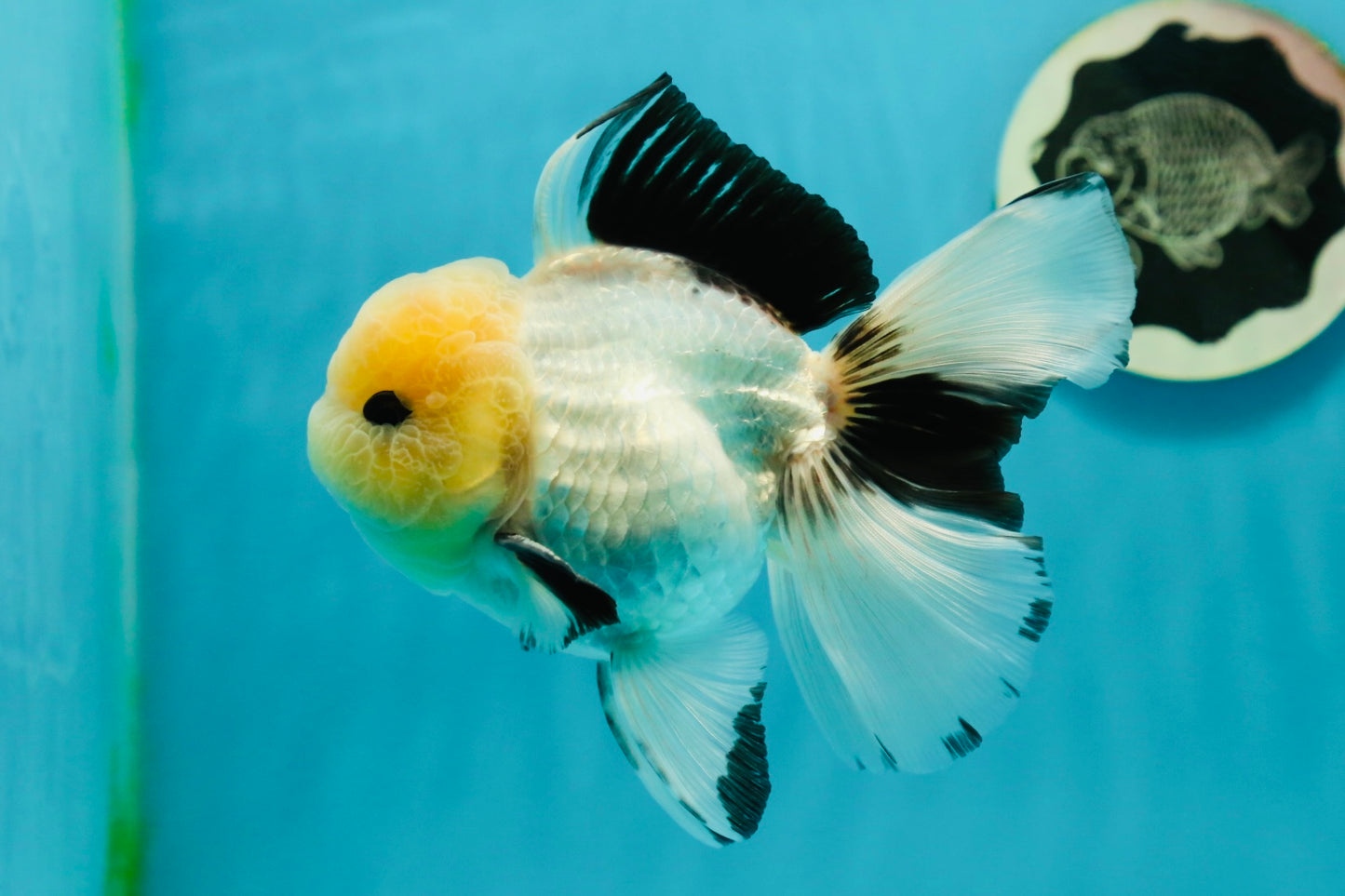 AAA Grade Lemonhead Panda Button Eyes Oranda Male 5.5 inches #112224OR_11