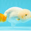 Super Cute Orange White Head 3 Tails Lionchu Female 4.5 inches #0607LC_17