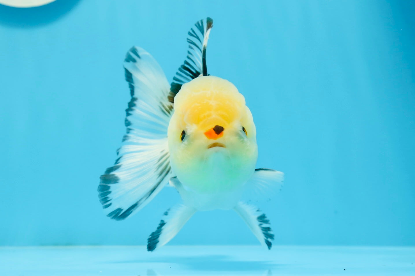 A Grade Tricolor Button Eyes Oranda Male 4.5 inches #0920OR_23