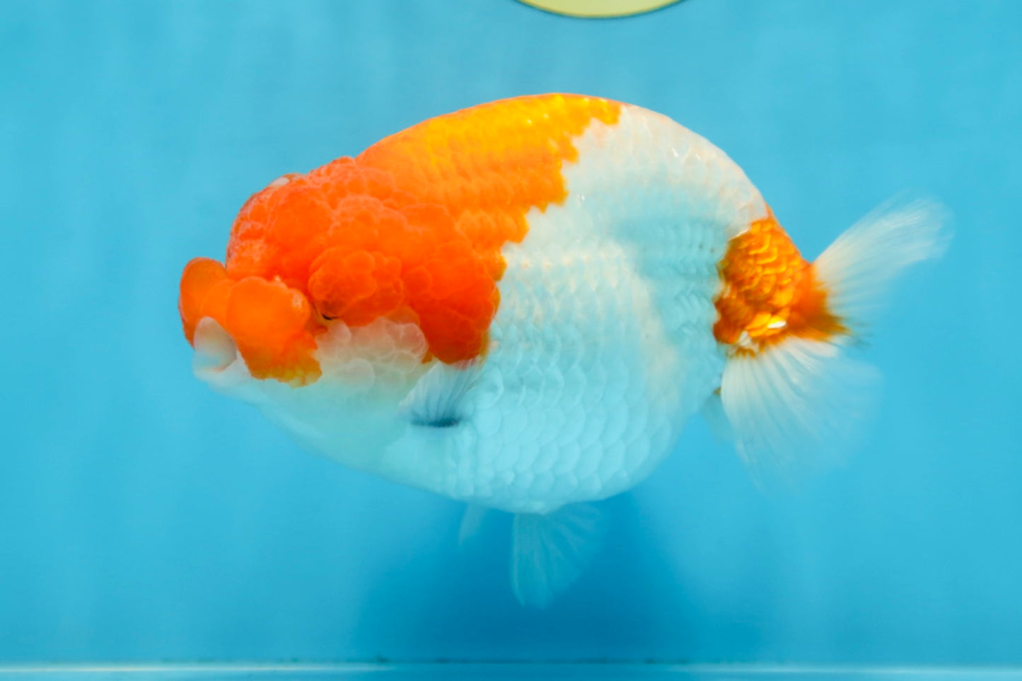 AAA Grade FLUFFY WEN Red White LionQueen 5.5-6 inches #090525LC_02