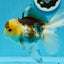 Panda Button Eyes Oranda Femelle 6 pouces #0920OR_29