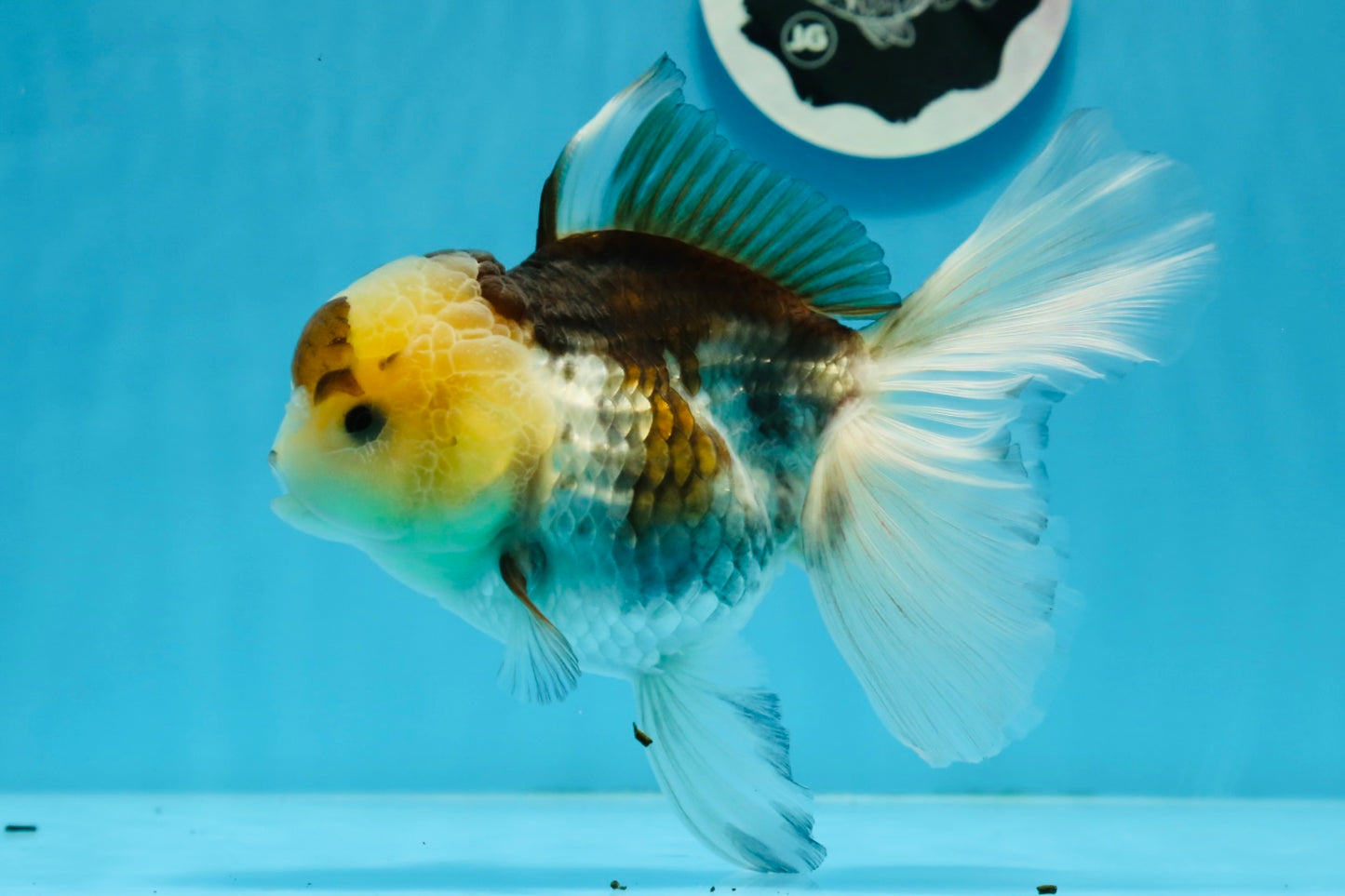 Panda Button Eyes Oranda Female 6 inches #0920OR_29