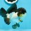 AAA Grade Tricolor Oranda Male 5-5.5 inches #0927OR_26