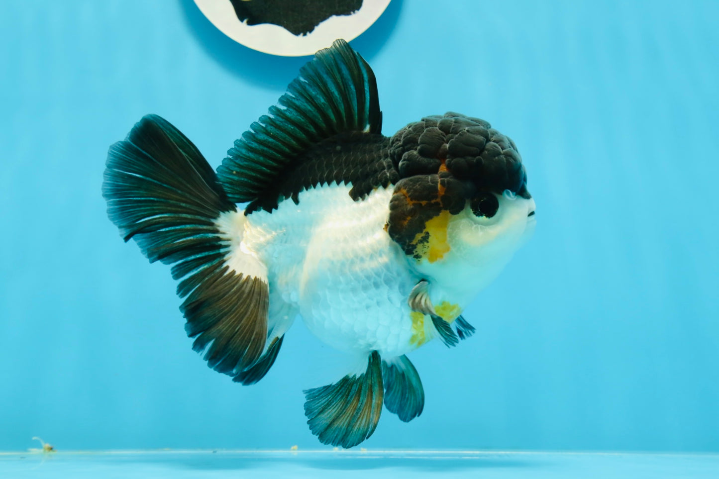 AAA Grade Tricolor Oranda Male 5-5.5 inches #0927OR_26