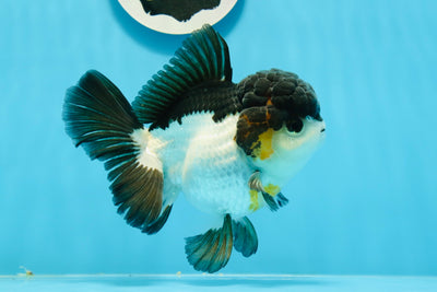 Oranda tricolore mâle de qualité AAA 5-5,5 pouces #0927OR_26