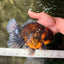 CHUNKY AAA Grade Broadtail Kirin Tiger Oranda Male 7-7.5 inches #080726OR_02