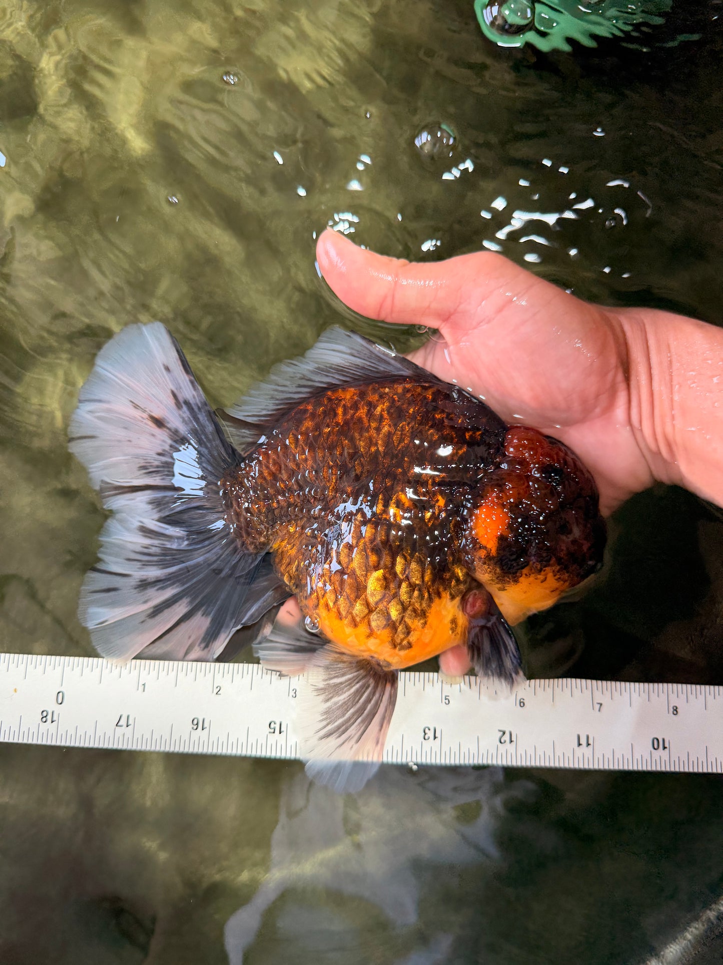 CHUNKY AAA Grade Broadtail Kirin Tiger Oranda Male 7-7.5 inches #080726OR_02
