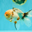 A Grade Sakura Oranda Male 6.5 inches #071726OR_24