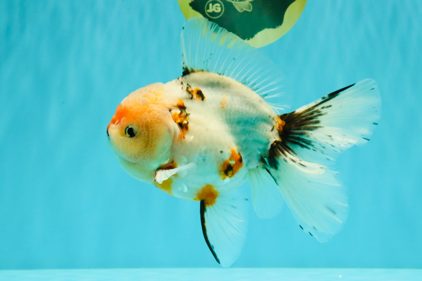 A Grade Sakura Oranda Male 6.5 inches #071726OR_24