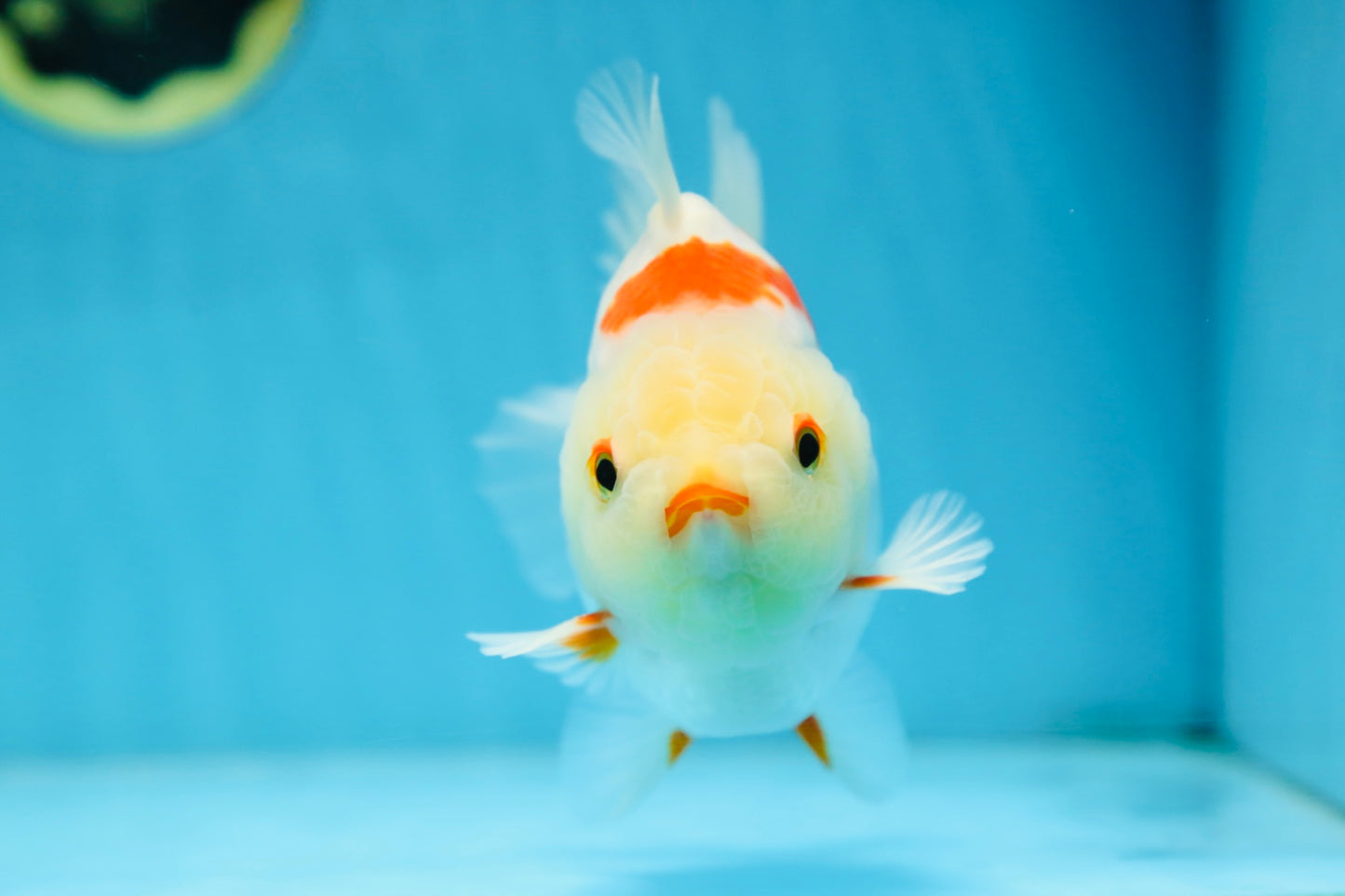 A Grade SUPER CUTE Red White Yuanbao Male 5 inches #090525YB_06