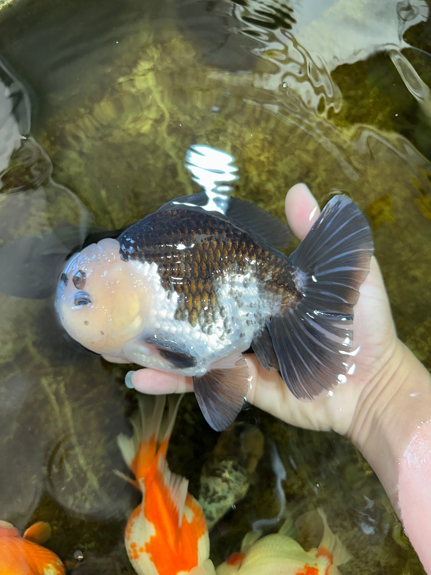 AAA Grade CHONKY Panda Button Eyes Yuanbao Male 6-6.5 inches #100325YB_01