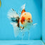 A Grade Young Godzilla Sakura Oranda Male 5.5 inches #080825OR_18