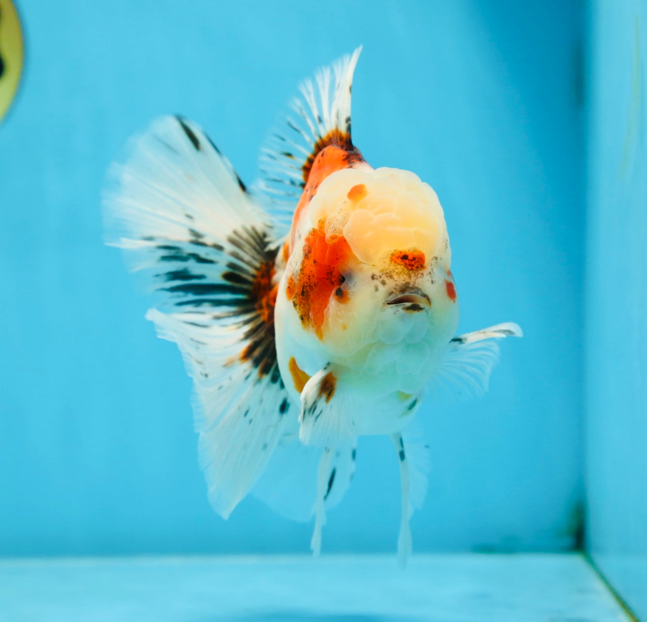 A Grade Young Godzilla Sakura Oranda Male 5.5 inches #080825OR_18