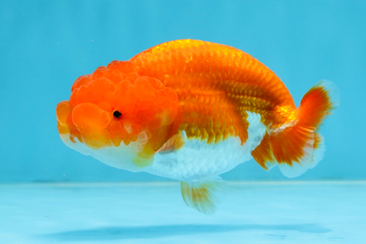 CHUBBY AAA Grade Red Head LionQueen 4-4.5 inches #102425LC_11