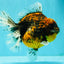 A Grade Tiger Oranda Female 7-7.5 inches #071026OR_04