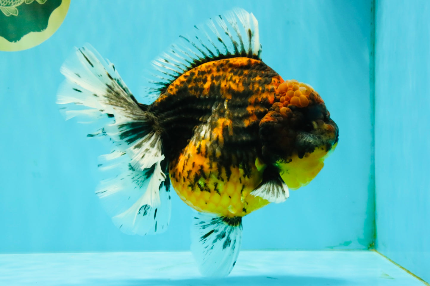 A Grade Tiger Oranda Female 7-7.5 inches #071026OR_04